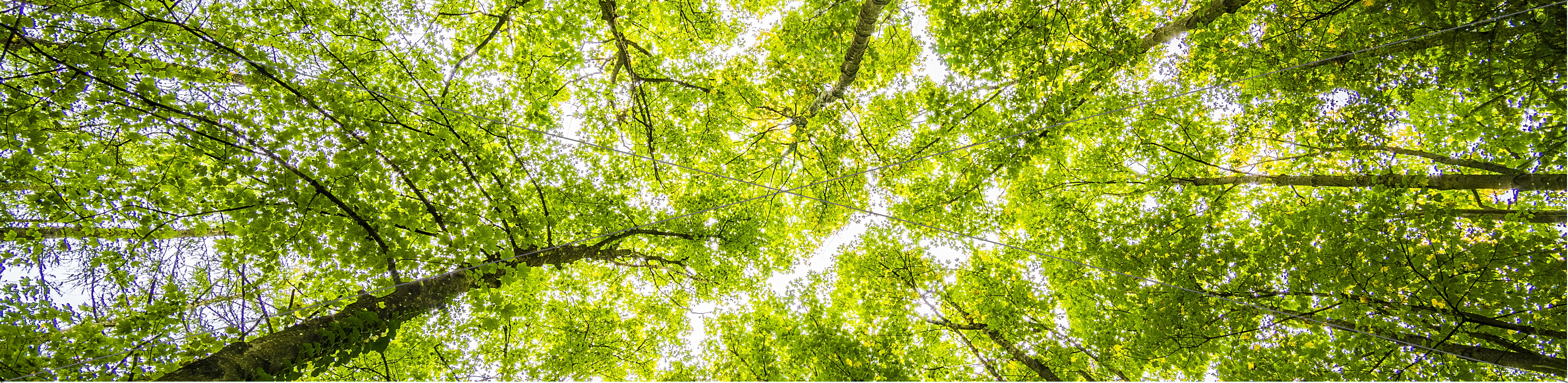 leaves and tree branches