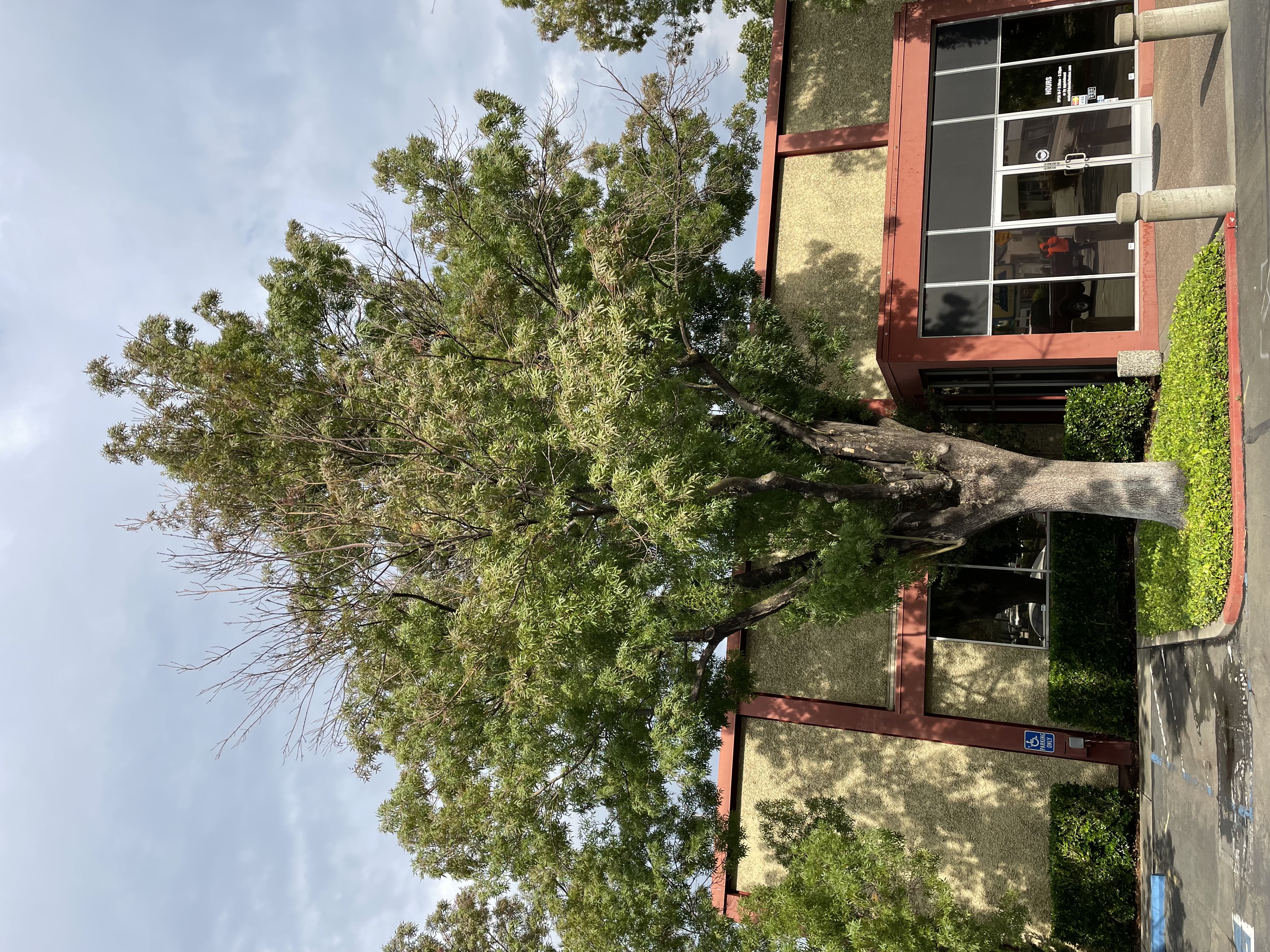 Folsom blvd tree and building 