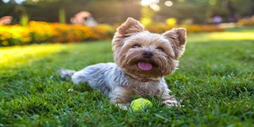 Smiling dog laying on grass with tennis ball
