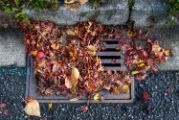 Fall leaves clogging a storm drain on a wet day, with street and curb in view