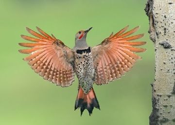 A flicker bird hovers with wings outstretched.