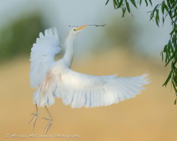 A large white bird with wings outstretched holds a branch in his beak as it glides towards a willow branch.