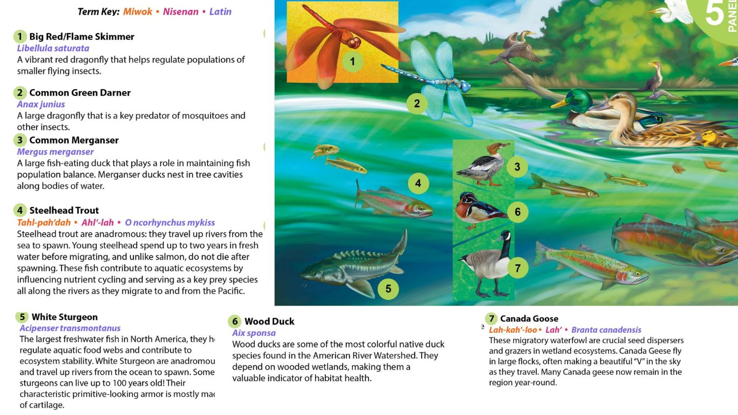 birds and insects fly above, the feet of the swimming duck lead you underwater to see the fish.