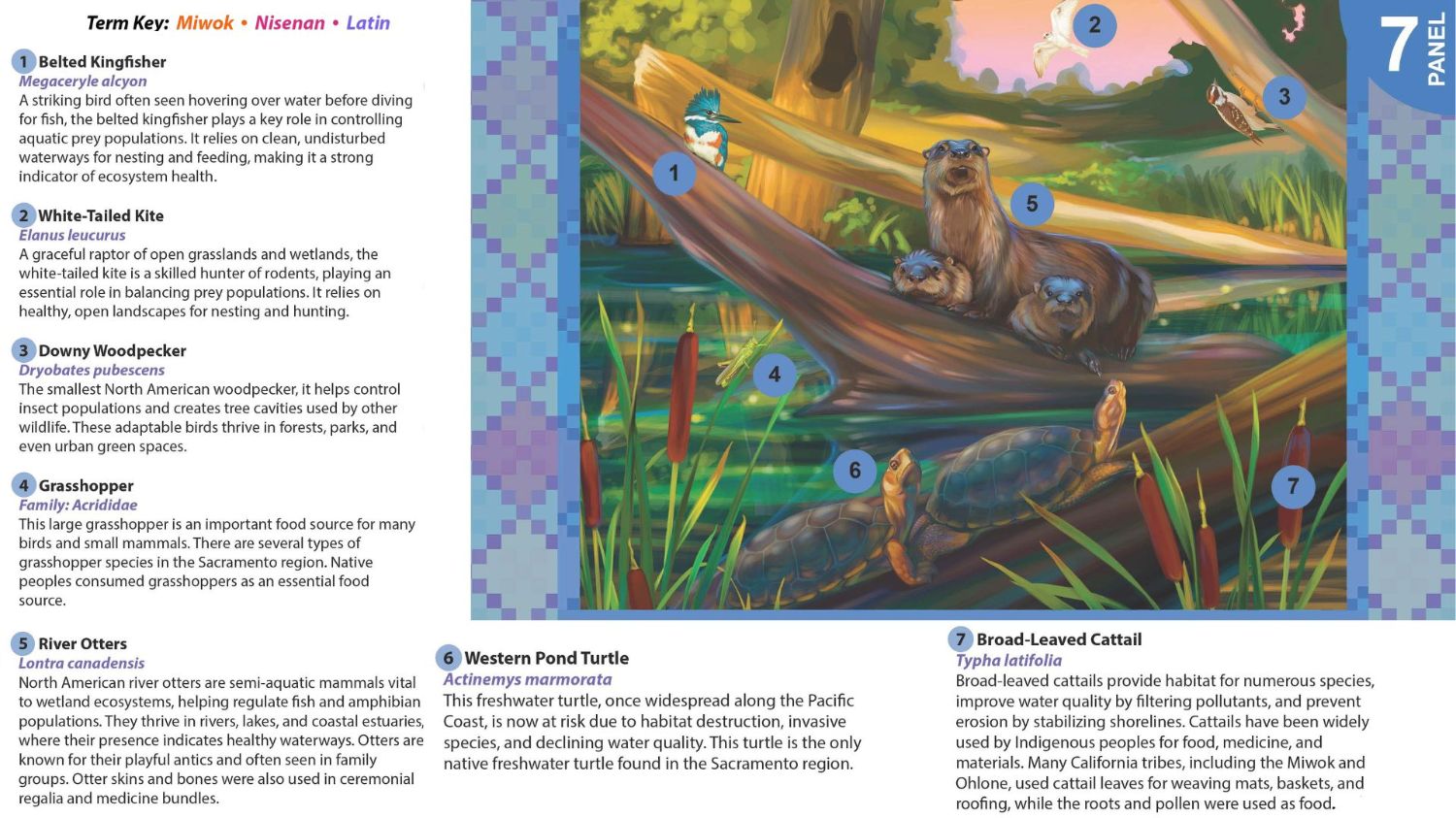 Text giving information about the animals and birds featured in the mural paenl.