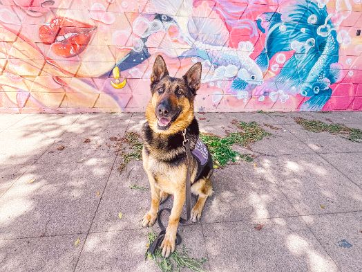 Doggie Day Out