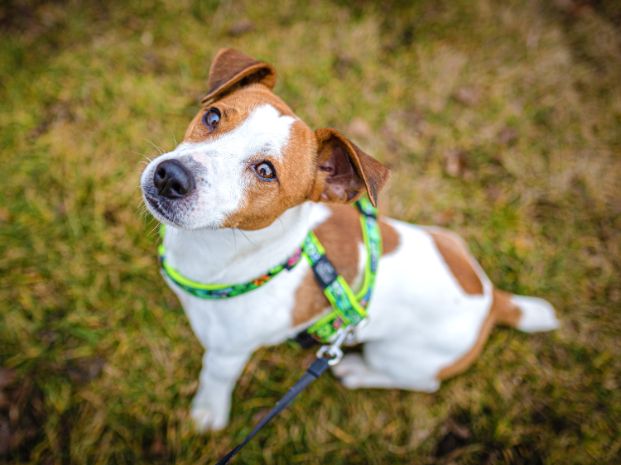 brown and white Jack Russell Dog with harness on and attached to a leash, looking up and sitting on dry grass on a winter day in a park