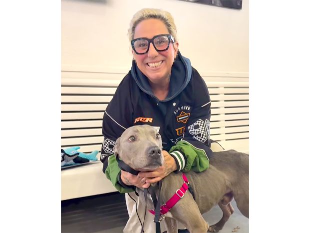 Raider,  who is a male gray Pit Bull, standing with his new adopter on the bench inside the front lobby