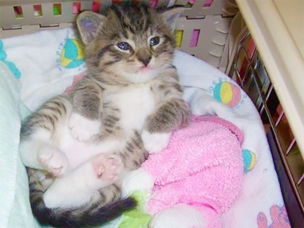 Image of a kitten
