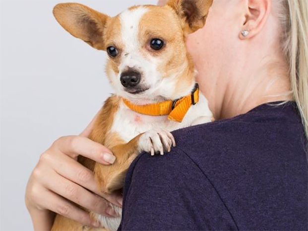 Woman holding a small dog over her shoulder