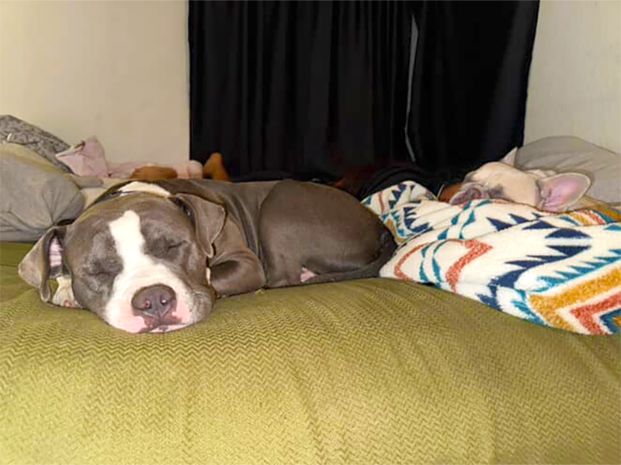 a gray and white Pit Bull dog sleeping on top of a bed with a pale green cover and a blanket off to the side