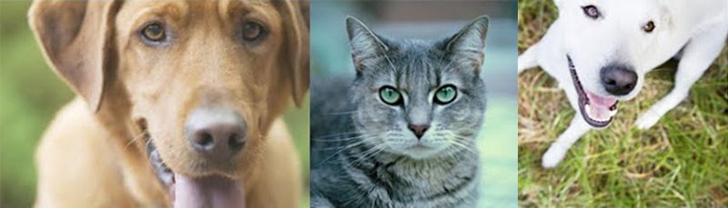 tan dog gray tabby cat and white dog side by side in a horizontal banner