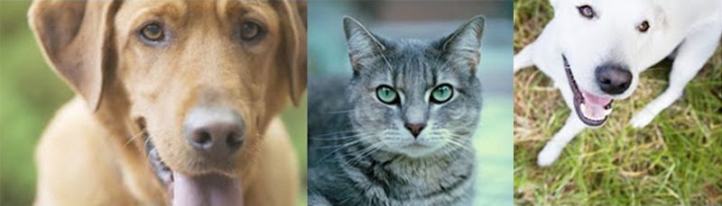 a tan dog, a gray tabby cat, and a white dog