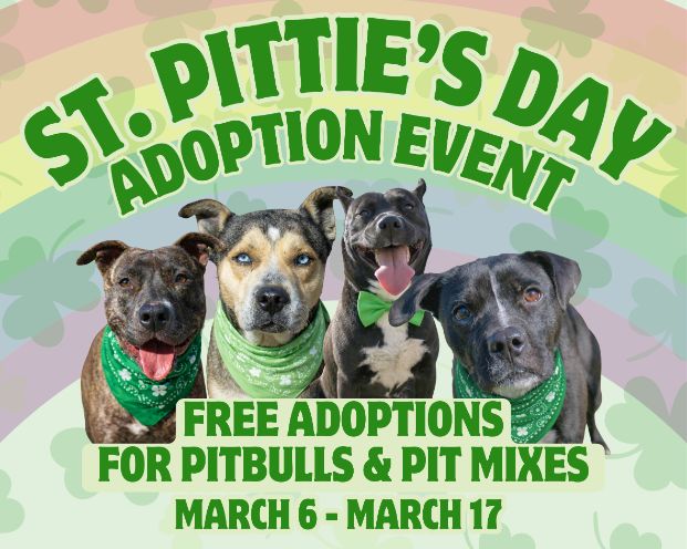 four Pit Bull dogs sitting side by side to promote free adoptions for Pit Bulls and Pit Bull mixes from March 6 through March 17