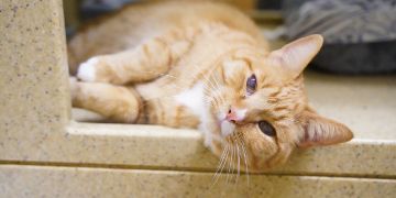 orange tabby cat laying inside a cat kennel with its head against the edge