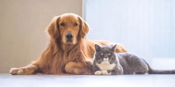 a brown Golden Retriever dog laying on the floor with a gray and white cat