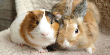 a white and brown guinea pig laying next to a tan and gray rabbit