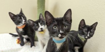 four black and white kittens sitting on a cat tree inside a play area