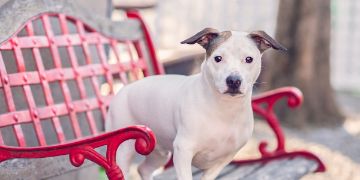 white dog sitting on a wooden bench with red-painted metal work