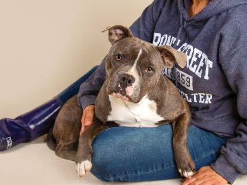 brown brindle and white dog sitting in the lap of a person wearing a shelter hoodie and jeans