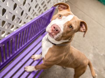 brown and tan dog standing on its hind legs and the front legs on top of a purple bench