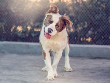white and brown brindle dog standing on a concrete pavement