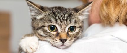 a cat laying its head and a paw over the back of a person's shoulder 