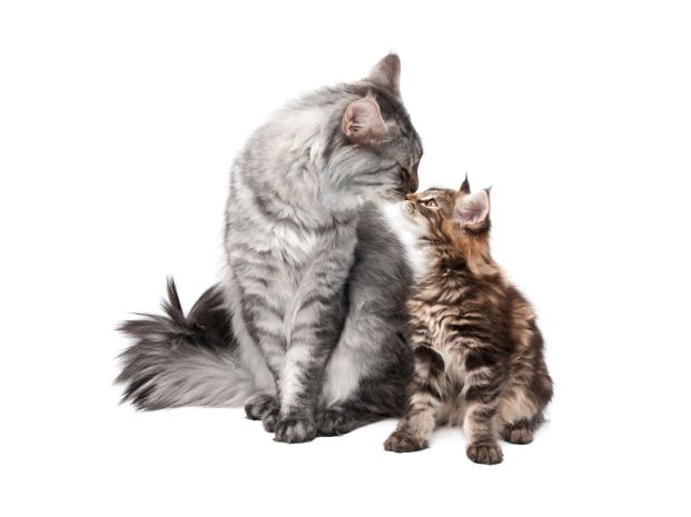 Adult gray tabby cat touching noses with a brown tabby kitten