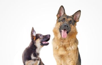 German Shepherd puppy sitting next to and looking up at an adult German Shepherd