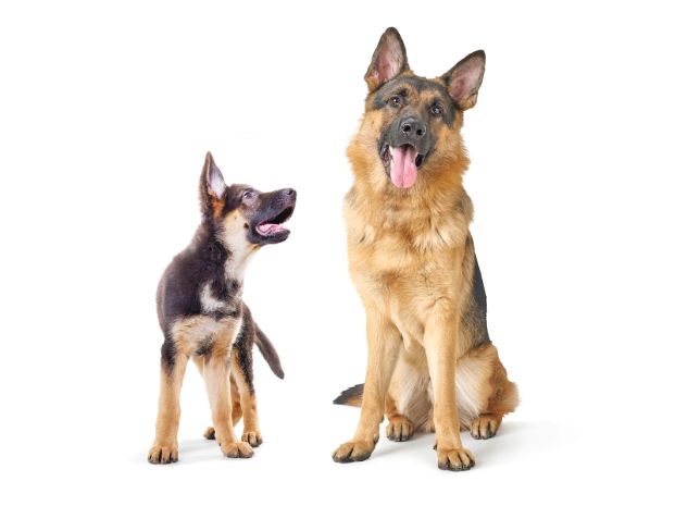 Adult German Shepherd sitting next to a German Shepherd puppy who is looking at the adult dog