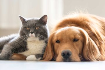 Gray and white cat laying next to a Golden Retriever
