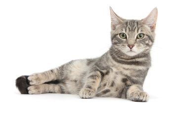 gray tabby cat laying on its side and looking and looking at the camera