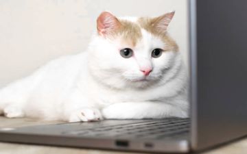 white cat laying next to a computer laptop