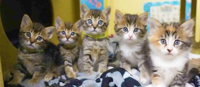 five kittens sitting in a row inside a cat kennel