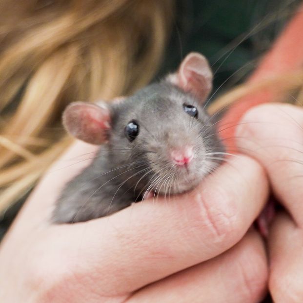 1-year-old male rat