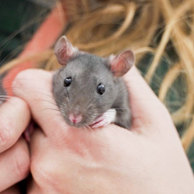 1-year-old female rat