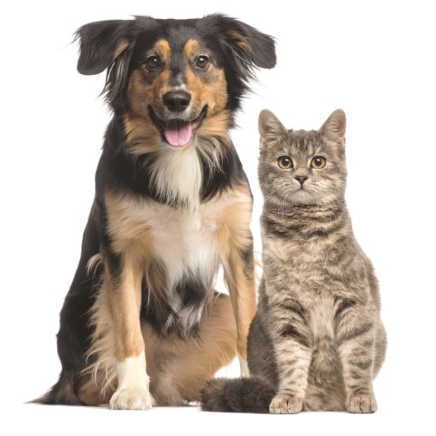 a black, tan, and white dog sitting alongside a brown tabby cat
