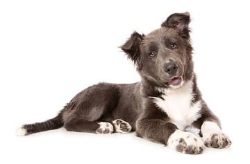 black and white dog laying down