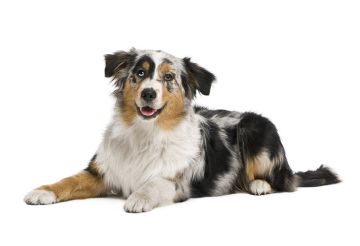 tricolor dog laying down