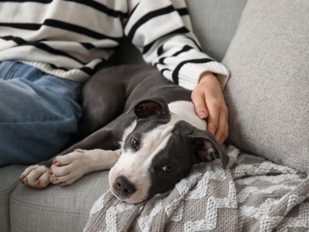 a gray and white Staffordshire dog laying on a gray couch alongside a woman with her arm draped over the dog's back