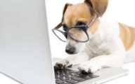 tan and white dog wearing glasses and using a computer laptop