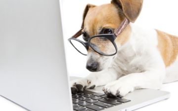 tan and white dog wearing glasses and using a computer laptop