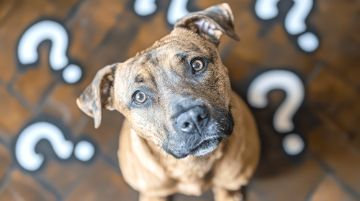 A confused dog surrounded by question marks, conveying a sense of curiosity or bewilderment. The image captures the dog's puzzled expression and the ambiguity represented by the question marks.