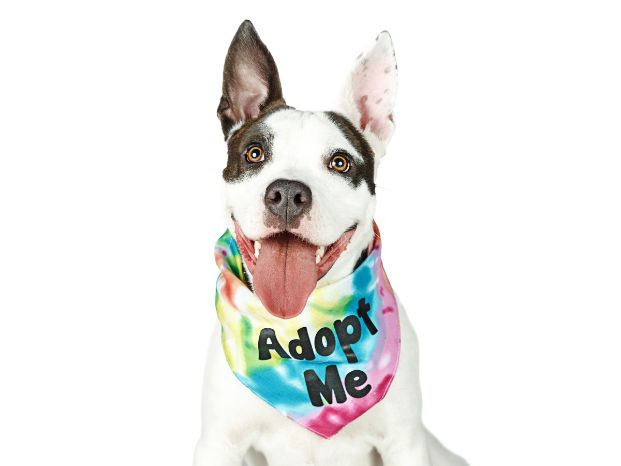 Bull Terrier dog with its tongue sticking up and wearing a tie-dye bandana with the words Adopt Me on it