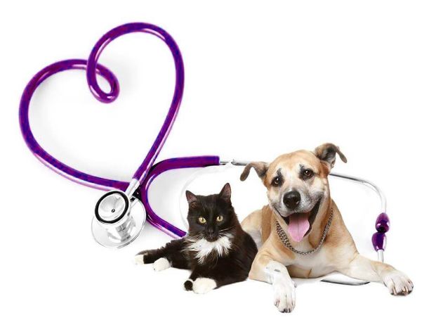 black cat and tan dog laying next to each other with a stethoscope forming the shape of a heart in the background