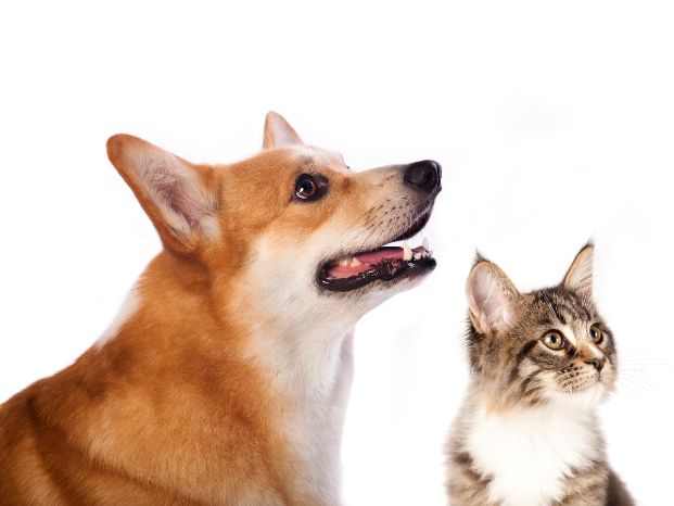 Free vaccination and microchip clinic for dogs and cats on August 9, 2026 at the Front Street Animal Shelter
