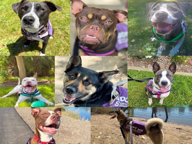 a collage of shelter dogs out and about in nature as part of the Doggie Day Out program