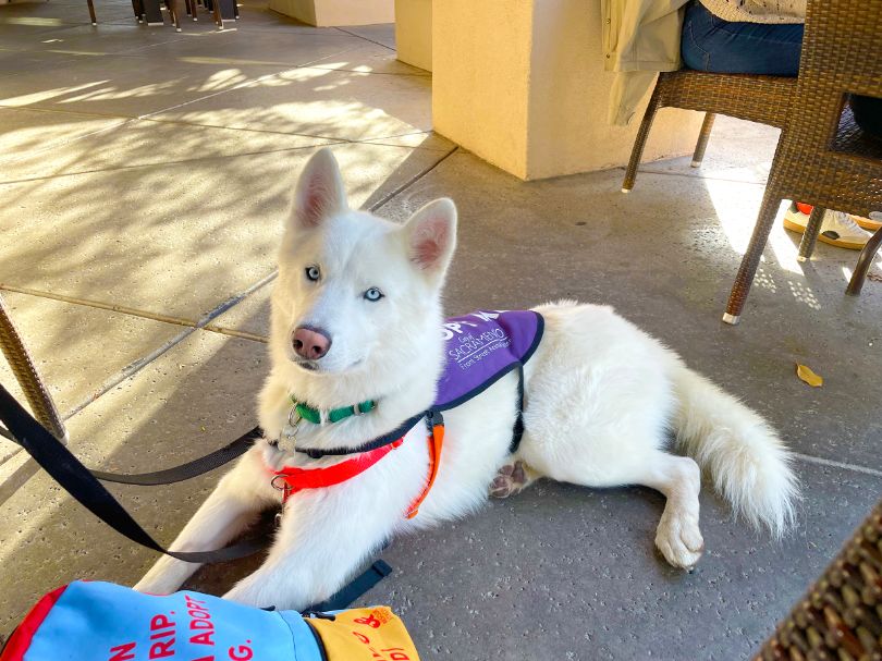 Dog in a doggie day out vest