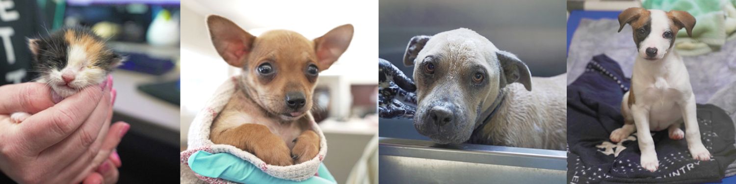 a collection of four photos with a calico kitten being held in a person's hands, a small brown puppy wrapped in a blanket, a large breed dog taking a bath, and a small, young, white dog with brown ears  sitting on a blanket in the kennel
