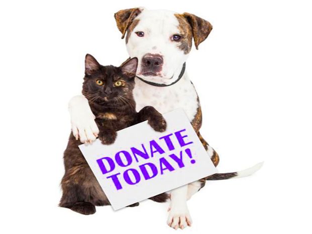 tortie cat and white and brindle dog sitting together and holding a sign