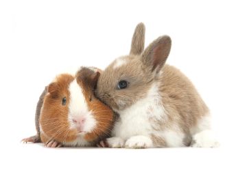 guinea pig and rabbit laying next to each other